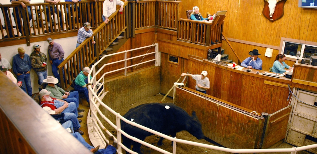 central oregon livestock auction market report